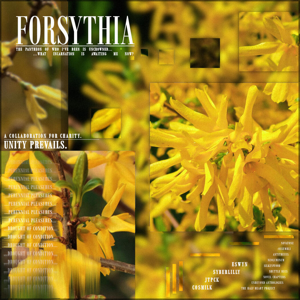 Forsythia